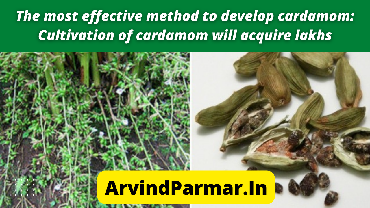 The most effective method to develop cardamom: Cultivation of cardamom will acquire lakhs